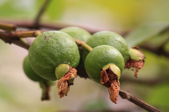 7 Amazing Benefits of Guava You'll Wish You Knew Earlier - Kenyan Magazine