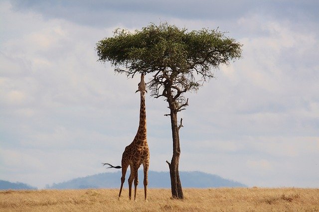 Tourist Attraction in Kenya