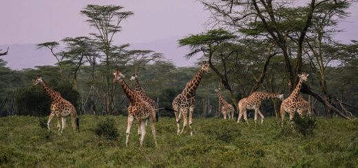 Giraffes in Nakuru