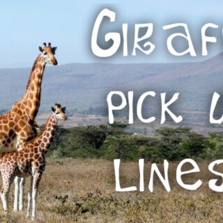 Giraffe pick up lines