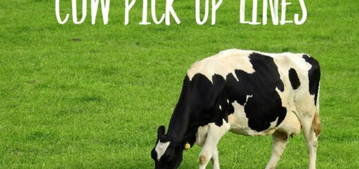 Cow pick up lines