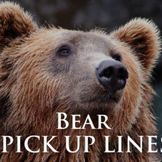 Bear Pick up lines