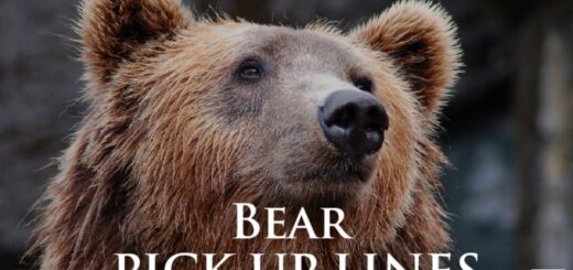 Bear Pick up lines