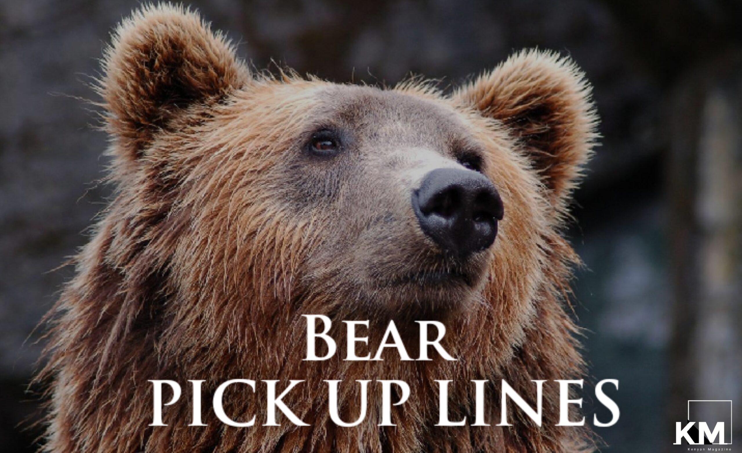 Bear Pick up lines