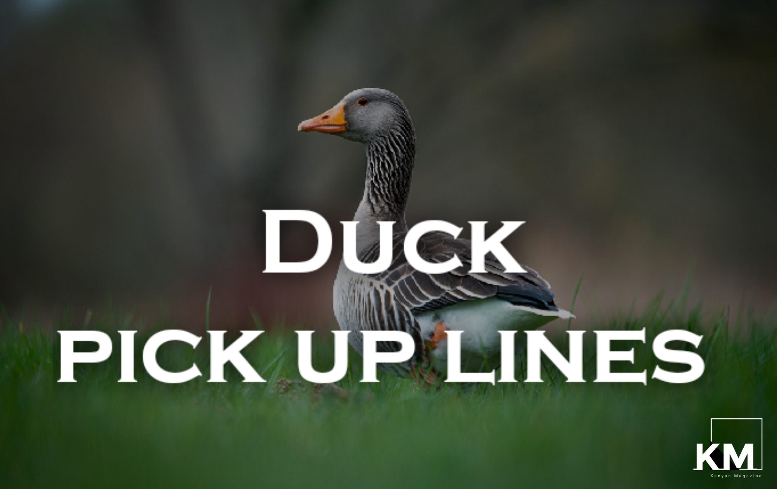 Duck pick up lines