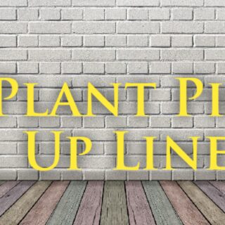 Plant pick up lines