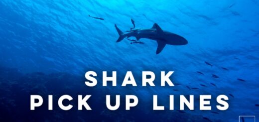 Shark pick up lines
