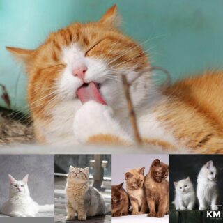 Most expensive cats