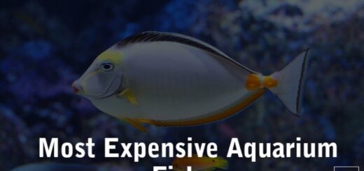 Most expensive aquarium fish