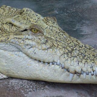 States with alligators in America