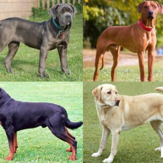 Various dog breeds in Kenya