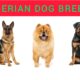 Best dog breeds in Nigeria