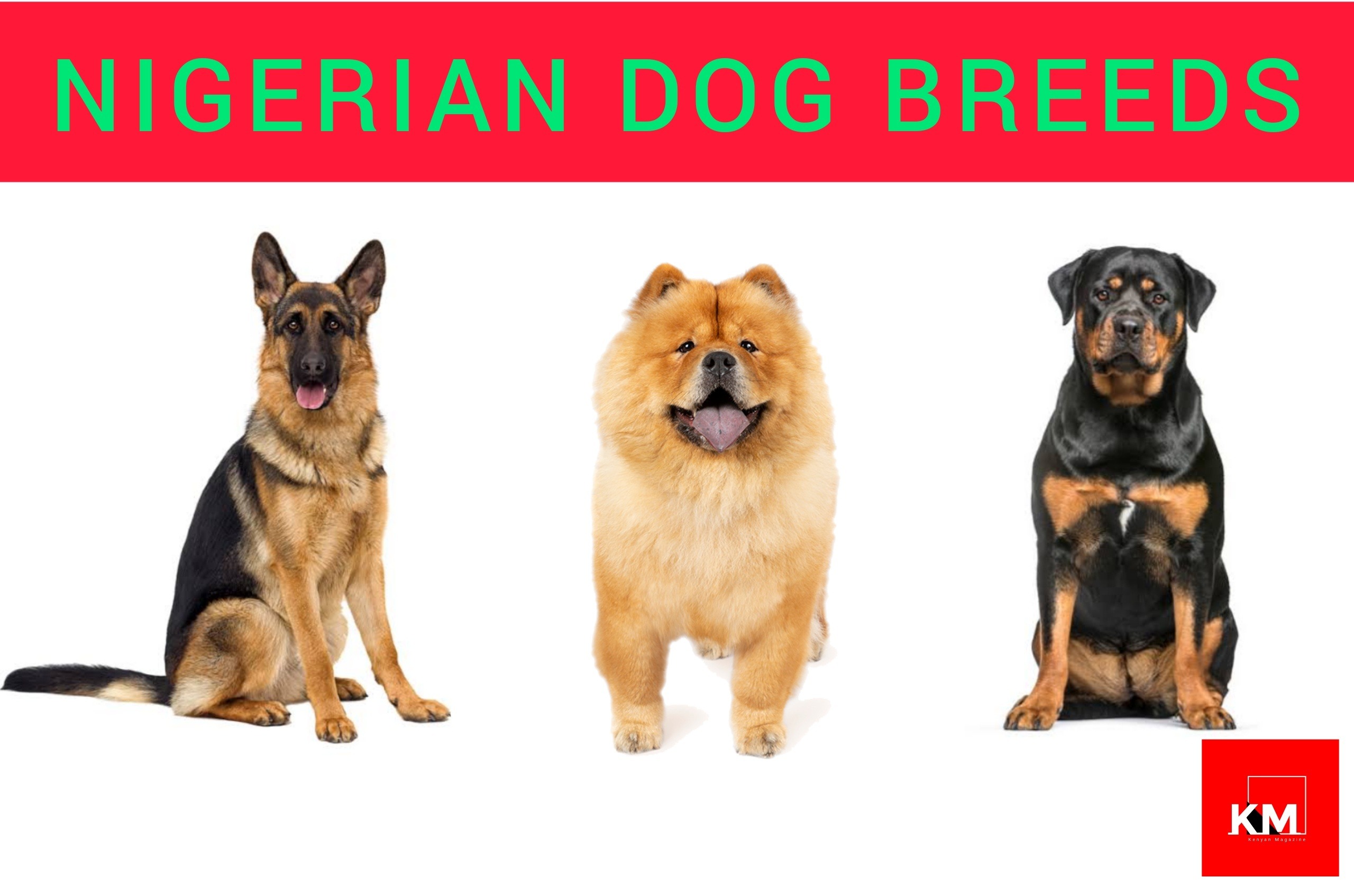 Best dog breeds in Nigeria