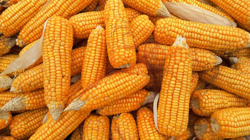 Largest corn production