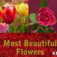 Most beautiful flowers in the world