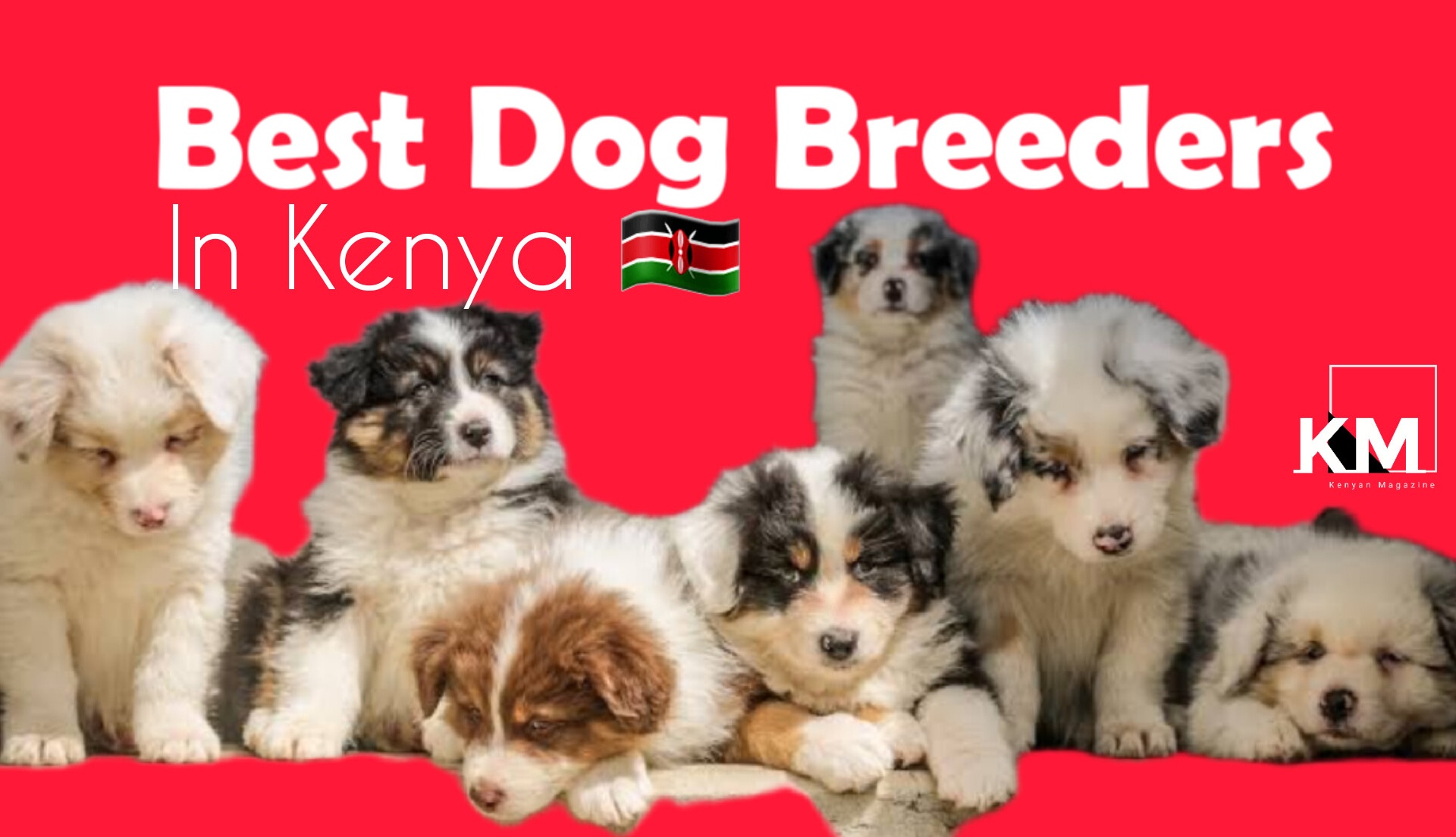 Best Dog Breeders in Kenya