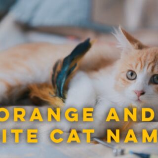 Orange and White Cats names