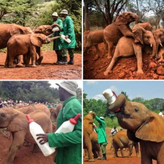 Sheldrick Wildlife Trust Kenya