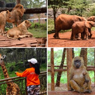 Animal orphanages in Kenya