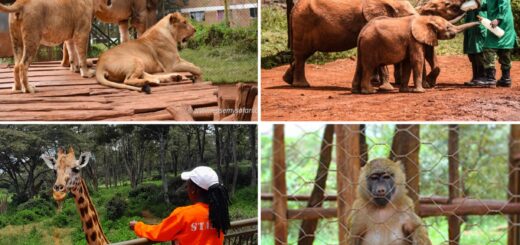 Animal orphanages in Kenya