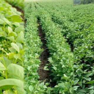 Bean farming in Kenya