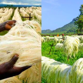 Sisal Fiber Exporters Kenya