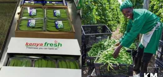 Horticultural exporters in Kenya French beans