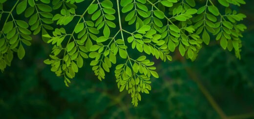 Moringa farming in Kenya