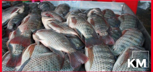 Fish exporters in Kenya