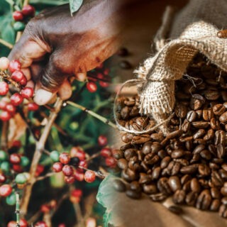 Coffee exporters in Kenya