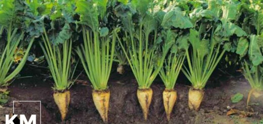 Sugar beet farming in Kenya