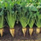 Sugar beet farming in Kenya