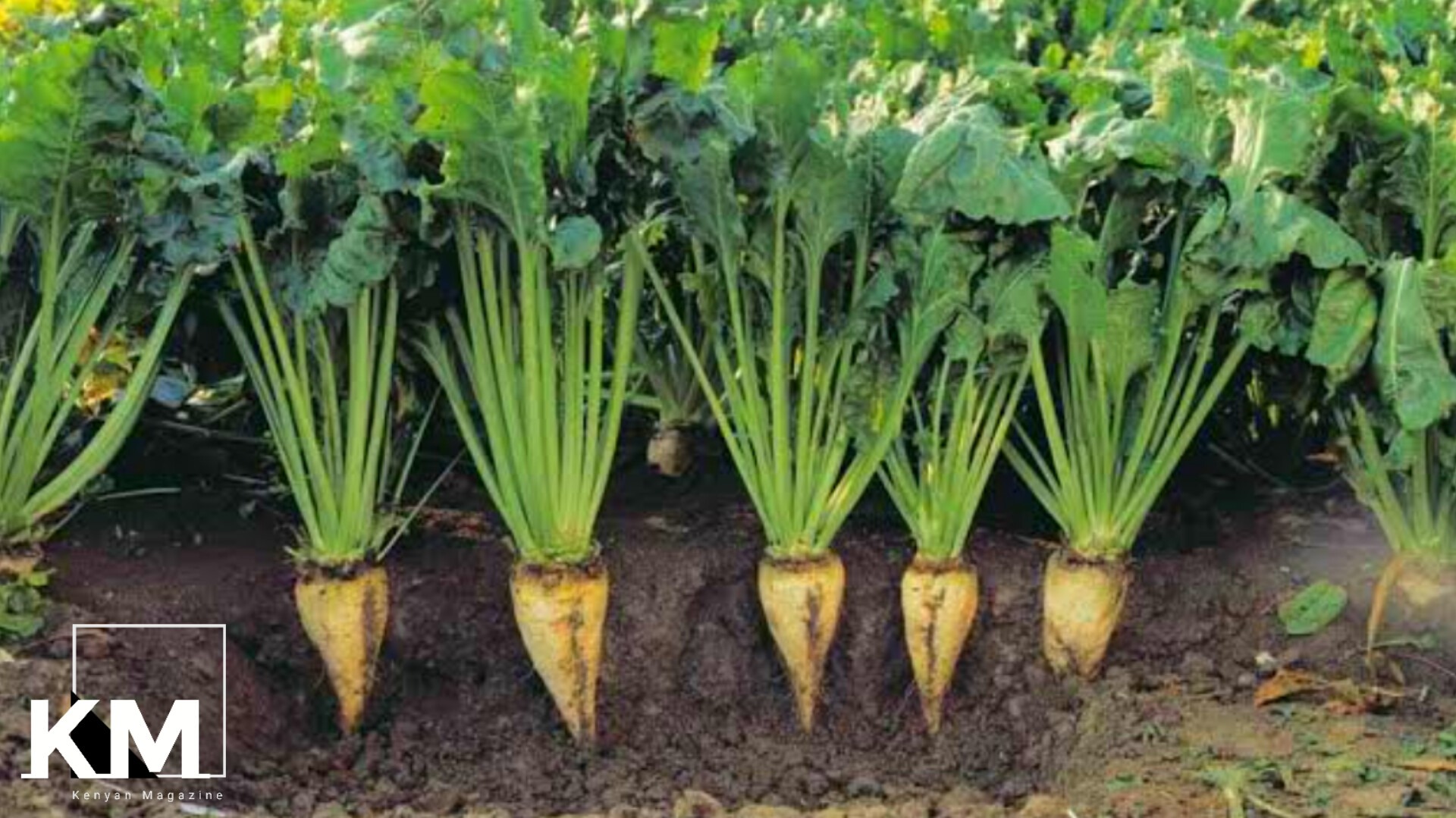 Sugar beet farming in Kenya