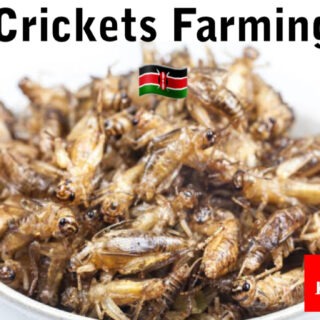 Crickets farming in Kenya