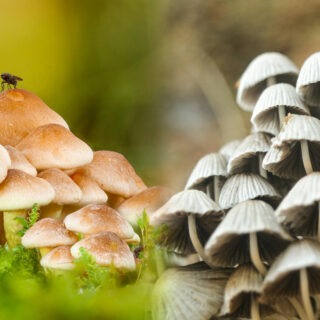 Mushrooms farming in Kenya