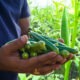 Okra farming in Kenya