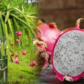 Dragon fruit farming in Kenya