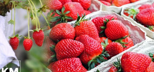 Strawberries farming in Kenya