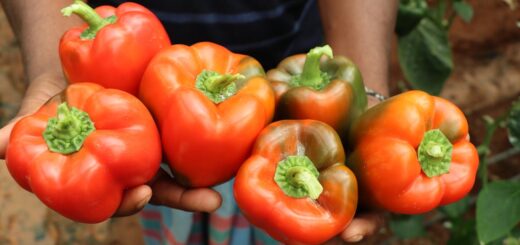 Capsicum farming in Kenya