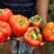Capsicum farming in Kenya