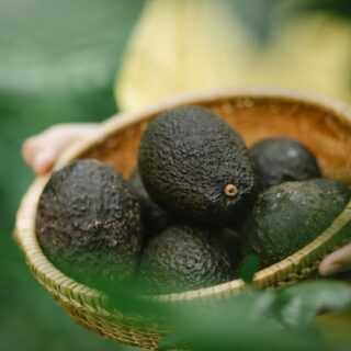 Avocado exporters
