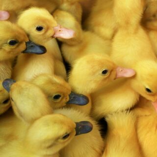 Duck farming in Kenya