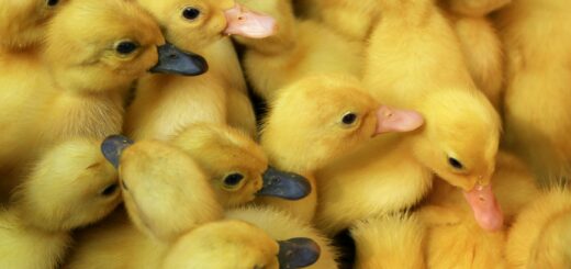 Duck farming in Kenya